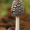 Coprinus Picaceus